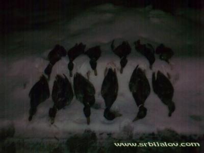 lov na patke 21.12.09